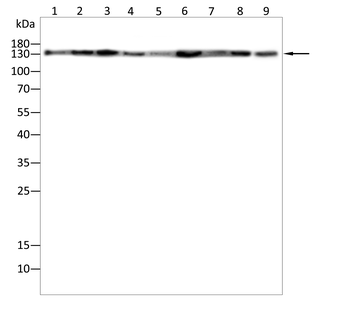 JAK1 Antibody