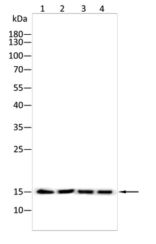 H3C1 Antibody