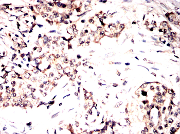 SMAD3 Antibody