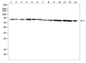 PRKAA1 Antibody