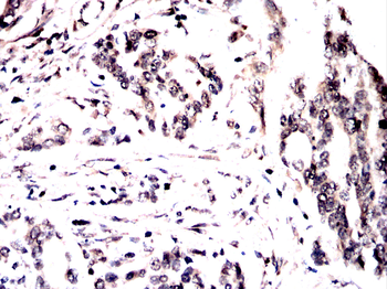 MAPK7 Antibody