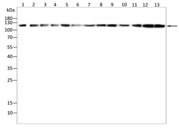 MAPK7 Antibody