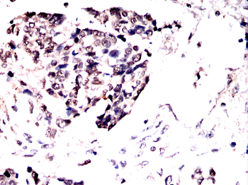 CBX3 Antibody