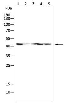 CASP8 Antibody