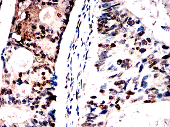 YAP1 Antibody
