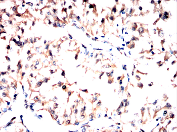 YAP1 Antibody
