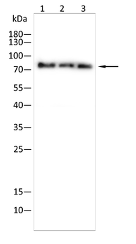 YAP1 Antibody