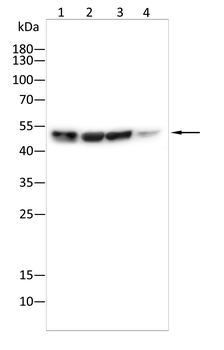 CHEK1 Antibody
