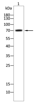 TFRC Antibody