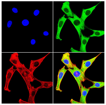 MSI2 Antibody