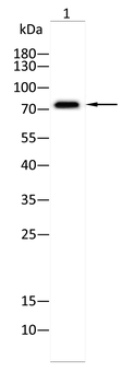 FOXP4 Rabbit Polyclonal Antibody