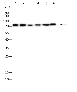 FOXP4 Rabbit Polyclonal Antibody