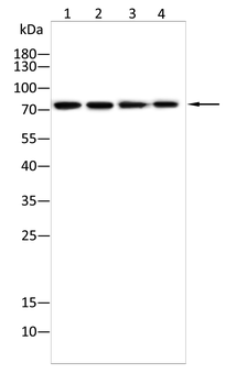 FOXP4 Rabbit Polyclonal Antibody