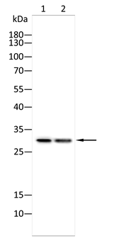 CALB1 Antibody