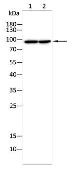 STAT2 Antibody