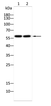 PRAME Antibody