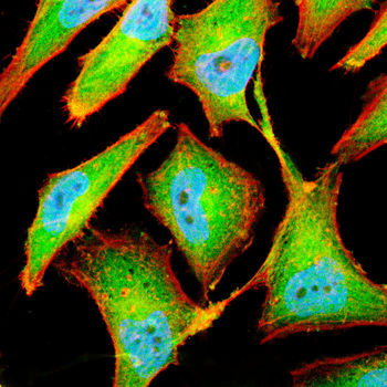 Nutm1 Rabbit Polyclonal Antibody