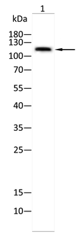 Nutm1 Rabbit Polyclonal Antibody