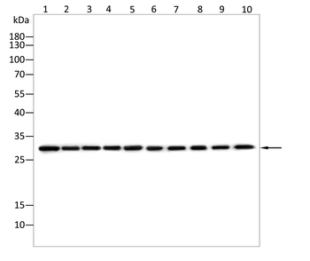 ANP32A Antibody