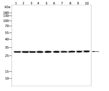 ANP32A Antibody