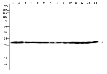 ANP32A Antibody