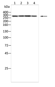 USP9X Antibody