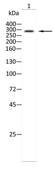 USP9X Antibody