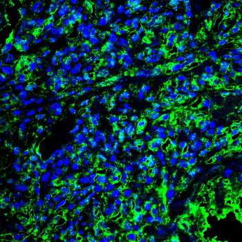 USP9X Antibody