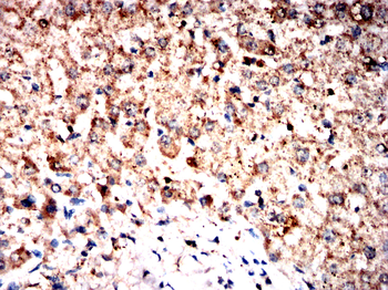 USP9X Antibody