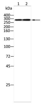 USP9X Antibody
