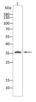 TNNT2 Antibody