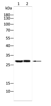 GPX8 Antibody