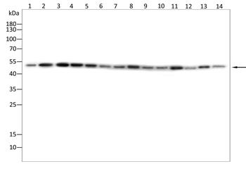 IRF4 Antibody