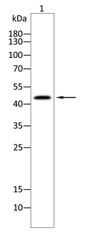 GDF11/MSTN Antibody