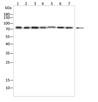 TGFBI Antibody
