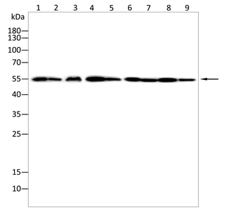 GSDME Antibody