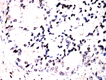 CDT1 Antibody