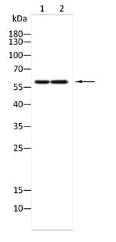 CDT1 Antibody