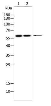 CDT1 Antibody