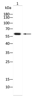 CDT1 Antibody