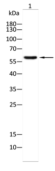 CDT1 Antibody