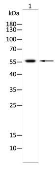 STK4 Antibody