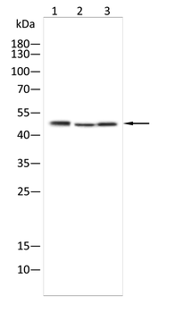 PTPN2 Antibody