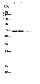 SLC16A1 Antibody