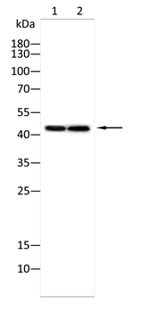 SLC16A1 Antibody