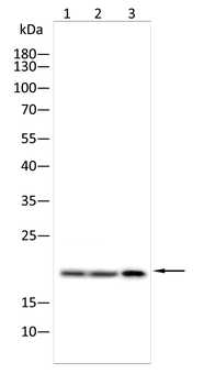 NDUFAF2 Antibody