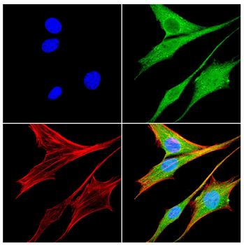 ABL1 Antibody