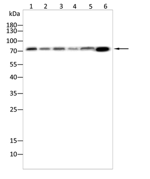 ALOX15 Antibody