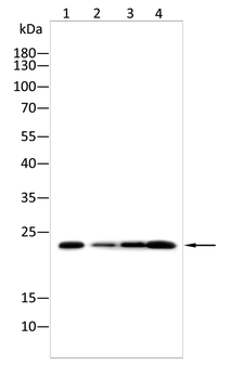 CLDN6 Antibody