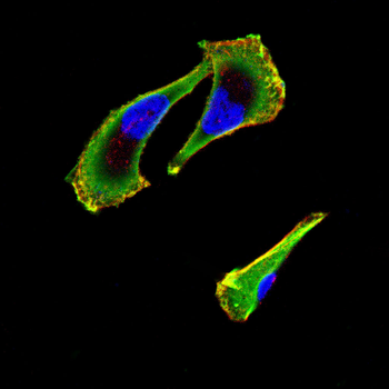 CLDN6 Antibody